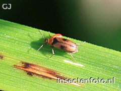 anaspis maculata (916*687)<br>(-)